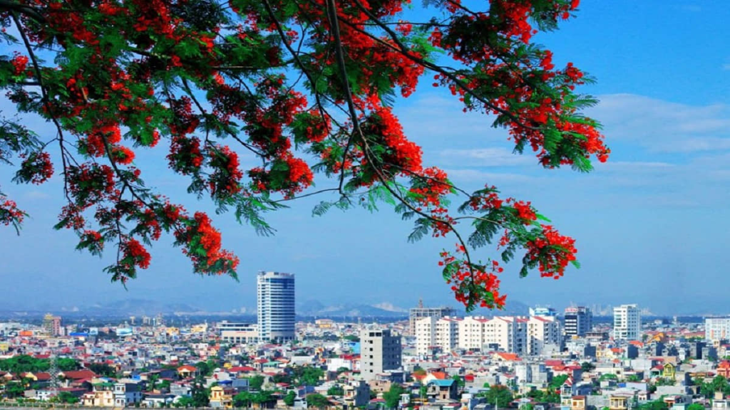 Hải Phòng - thành phố hoa phượng đỏ